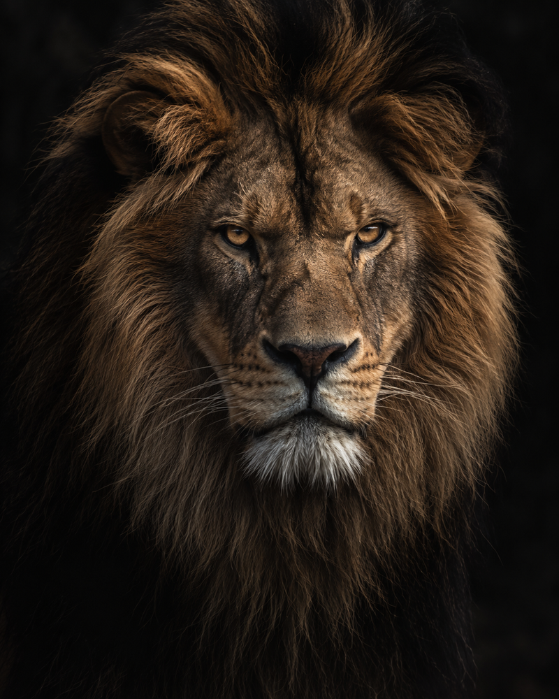 Animals